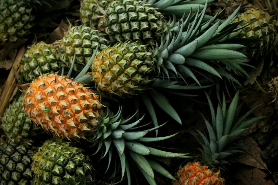 Pineapple fruit food