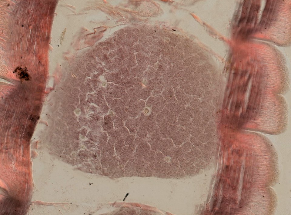 Lumbricus terrestris