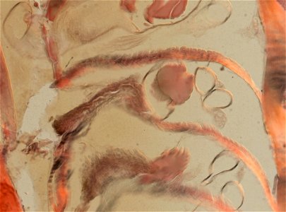 Lumbricus terrestris