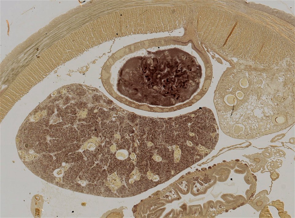 Lumbricus terrestris