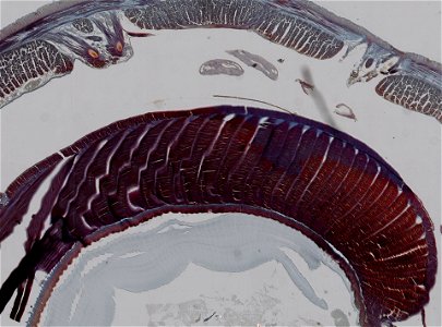 Lumbricus terrestris