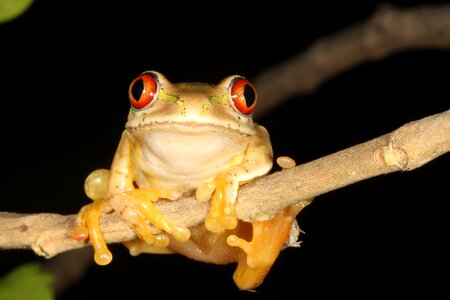 Hyperolid hyperolidae reed frog