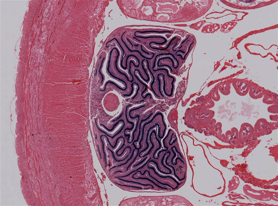 Lumbricus terrestris