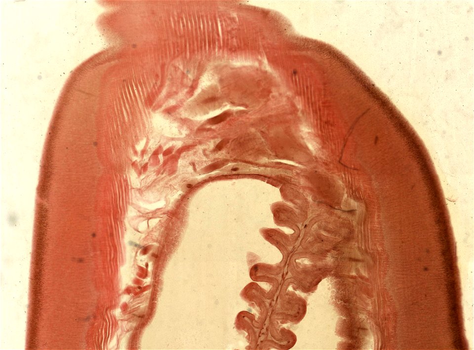 Lumbricus terrestris