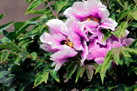 Peony rock bright paeonia rockii
