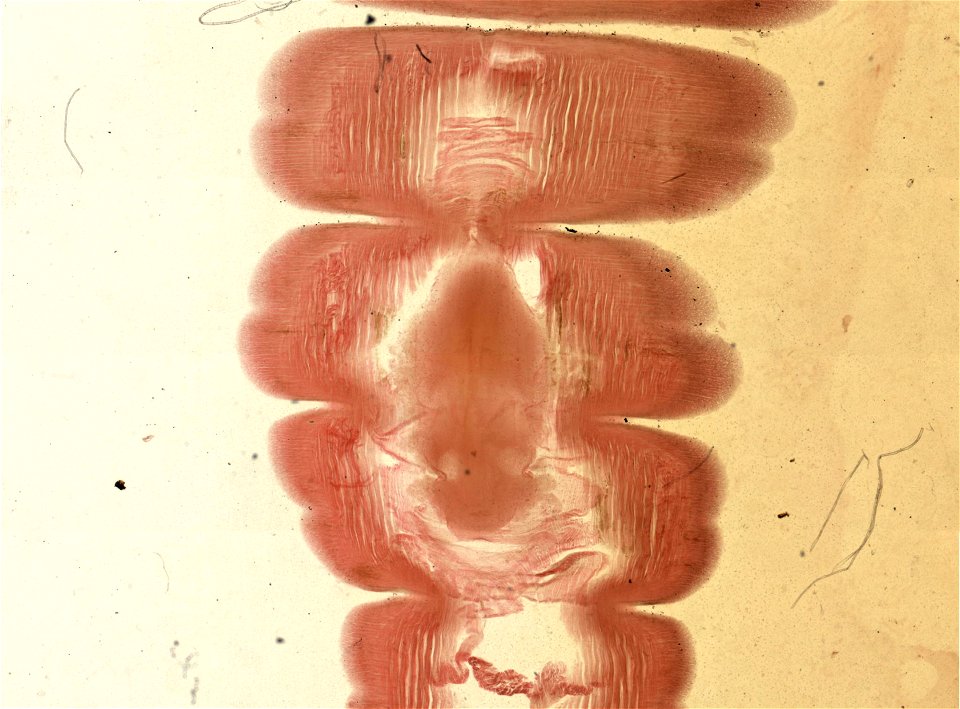 Lumbricus terrestris
