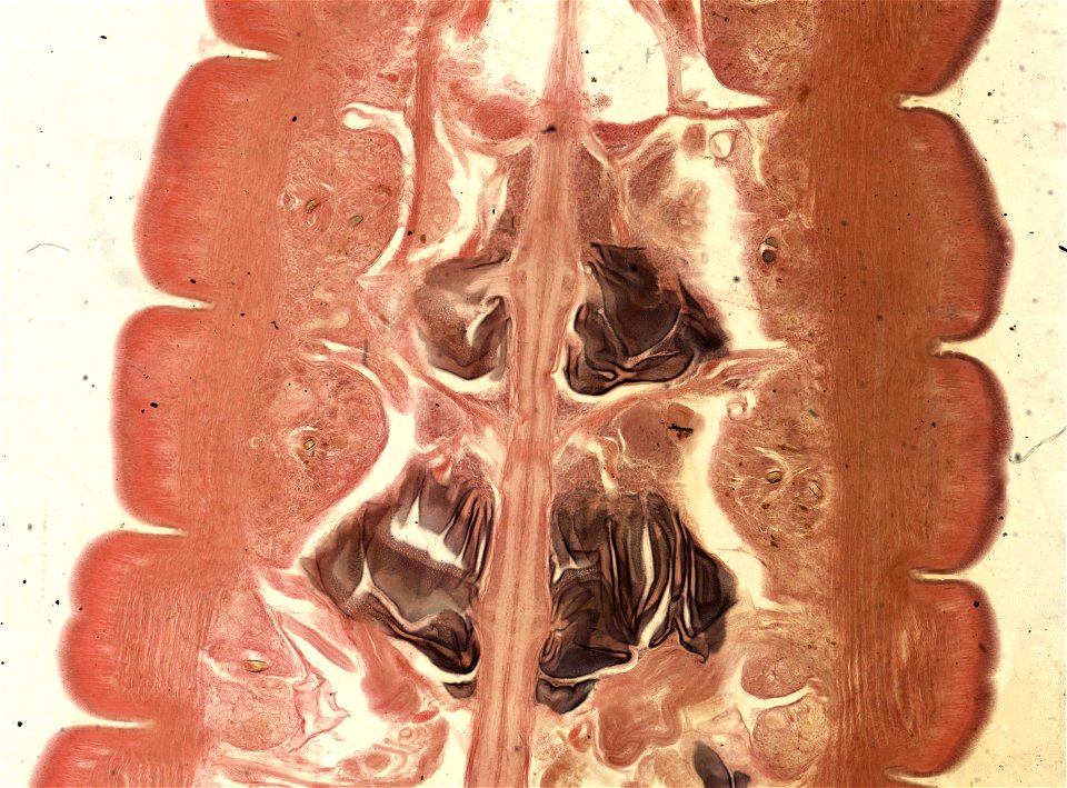 Lumbricus terrestris