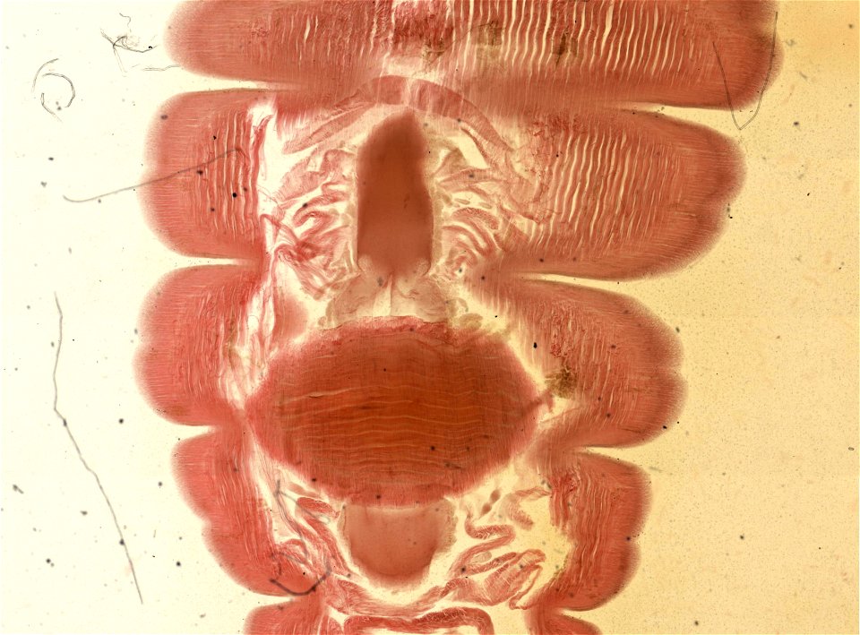 Lumbricus terrestris