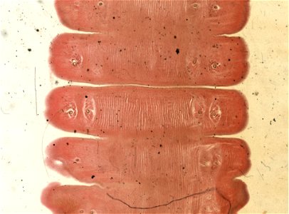 Lumbricus terrestris