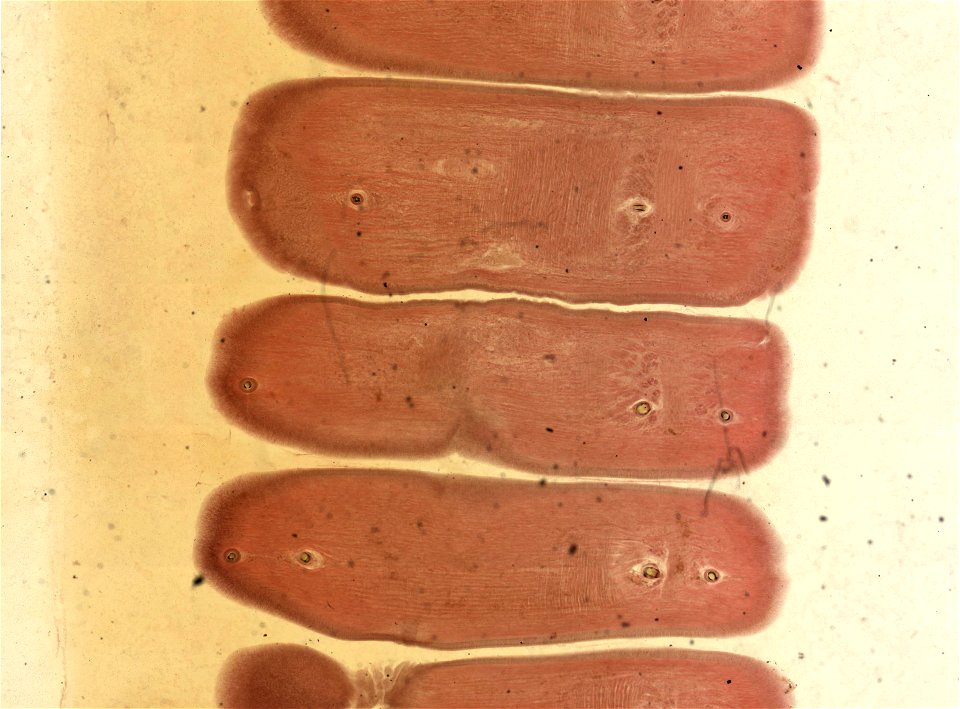 Lumbricus terrestris