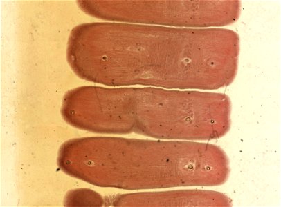 Lumbricus terrestris