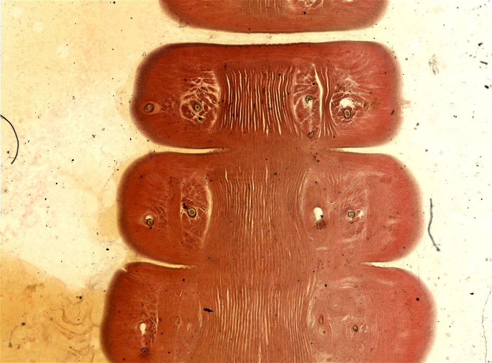 Lumbricus terrestris