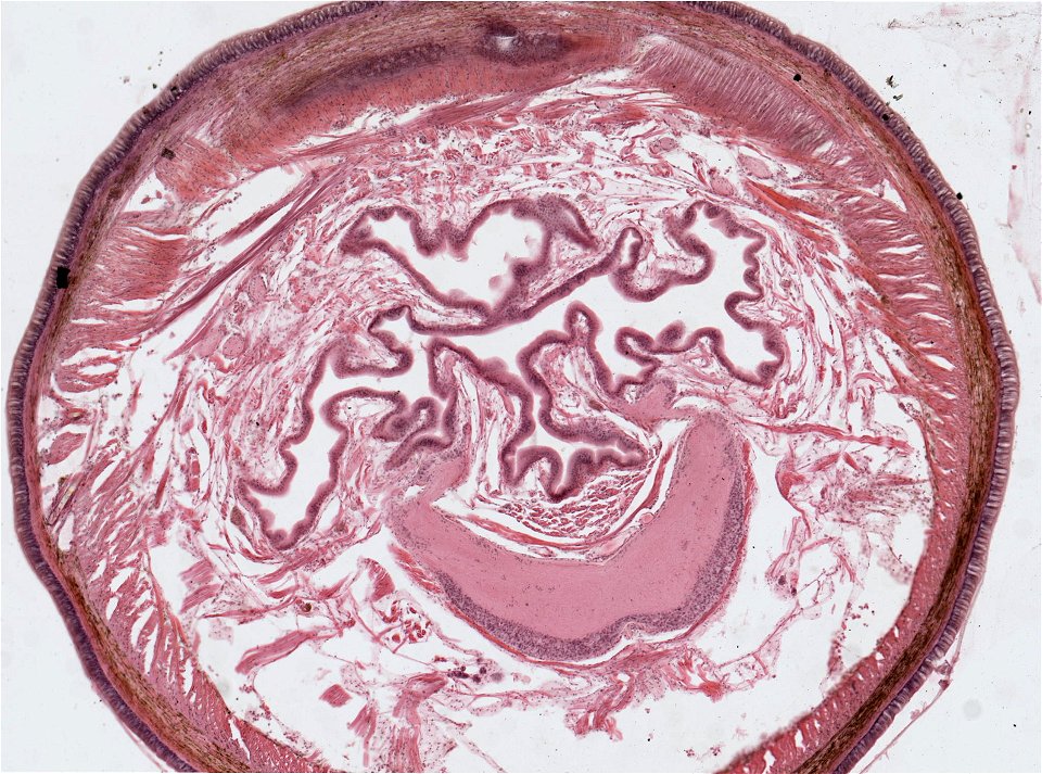 Lumbricus terrestris