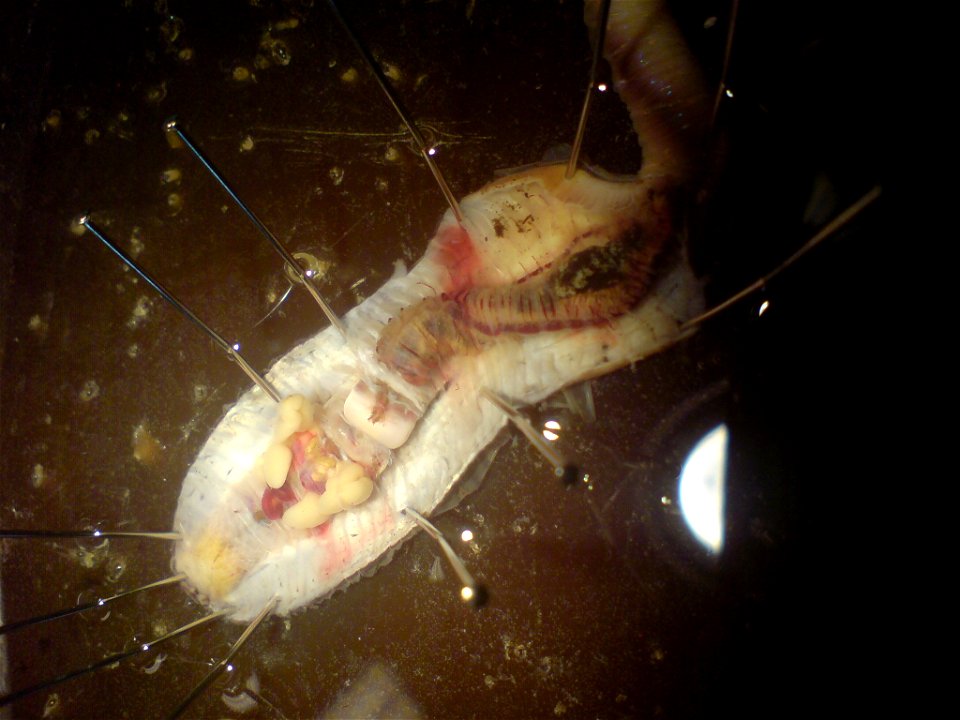 Lumbricus terrestris