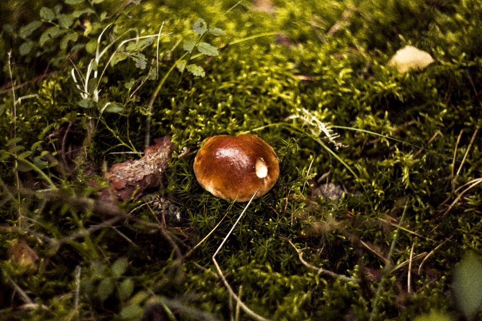 Autumn mushrooms red