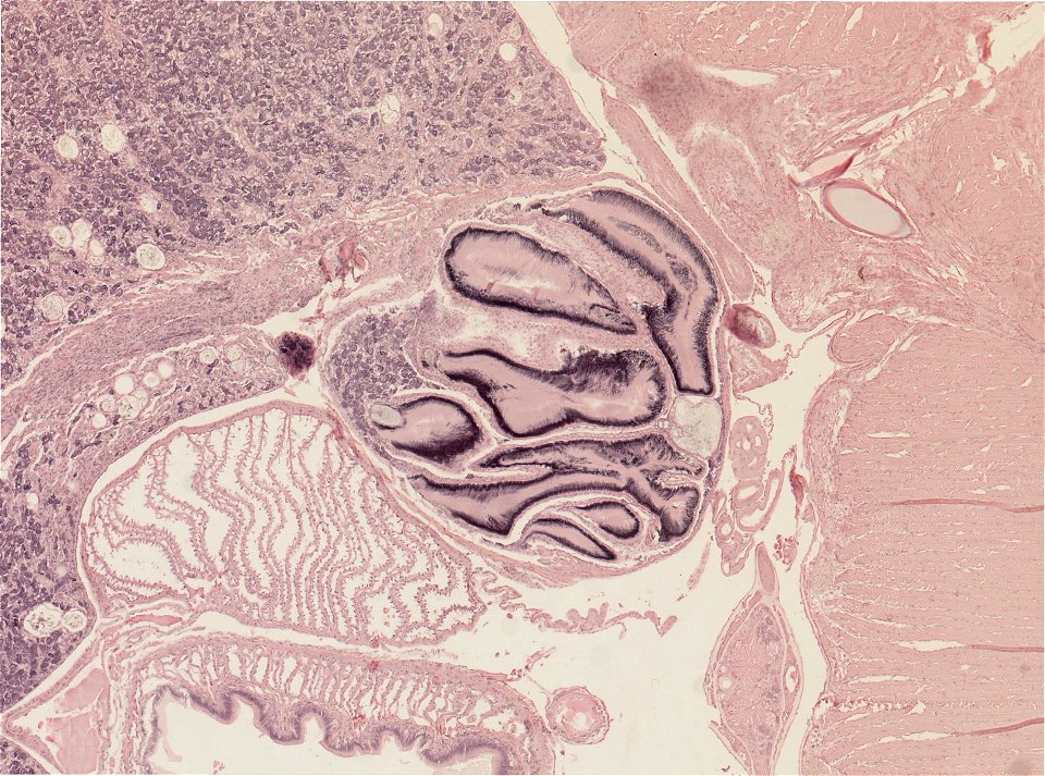 Lumbricus terrestris