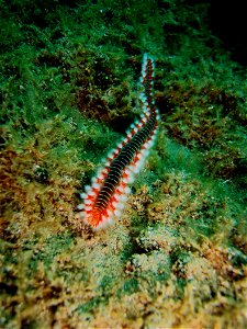 Bearded fireworm from the Mediterranean.