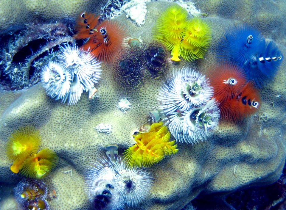 Christmas Tree Worm (Spirobranchus giganteus) from the South China Sea.