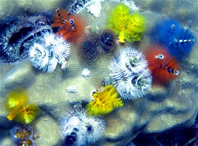 Christmas Tree Worm (Spirobranchus giganteus) from the South China Sea.
