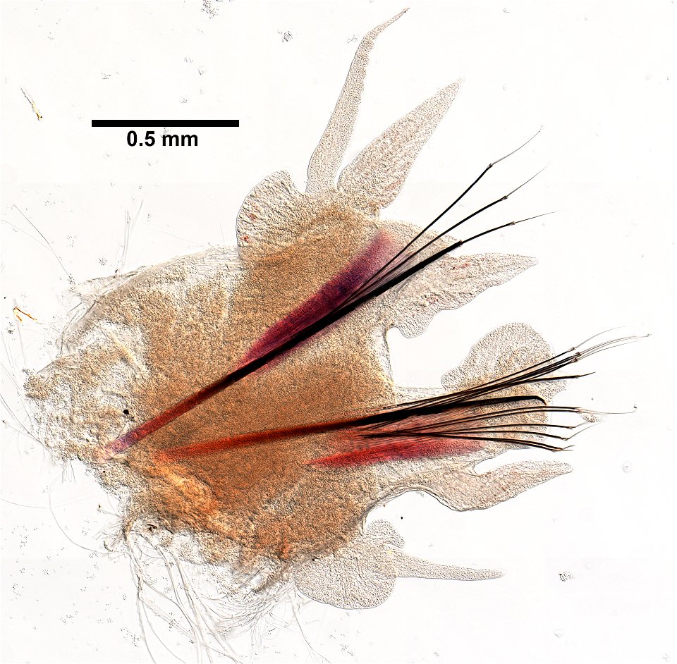 PRESERVED_SPECIMEN; ; ; form.->70% alc.; microslide; microslide; GM image; Gray Museum; IZ number 71019; lot count 1; Microslide 01, balsam, parapodia; Microslide 02, balsam, parapodia; 2 photo