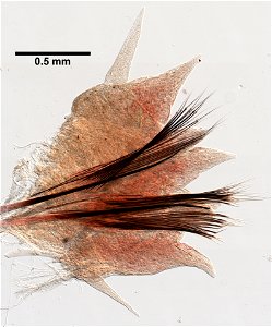 PRESERVED_SPECIMEN; ; ; form.->70% alc.; microslide; microslide; GM image; Gray Museum; IZ number 71019; lot count 1; Microslide 01, balsam, parapodia; Microslide 02, balsam, parapodia; 2 photo