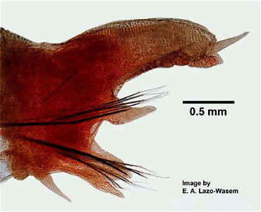 PRESERVED_SPECIMEN; ; ; form.->70% alc.; microslide; microslide; GM image; Gray Museum; IZ number 71019; lot count 1; Microslide 01, balsam, parapodia; Microslide 02, balsam, parapodia; 2 photo