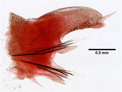 PRESERVED_SPECIMEN; ; ; form.->70% alc.; microslide; microslide; GM image; Gray Museum; IZ number 71019; lot count 1; Microslide 01, balsam, parapodia; Microslide 02, balsam, parapodia; 2 photo