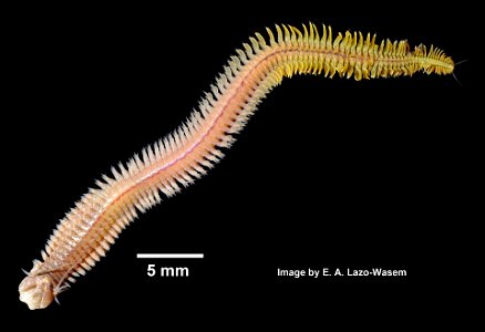 PRESERVED_SPECIMEN; ; ; form.->70% alc.; microslide; microslide; GM image; Gray Museum; IZ number 71019; lot count 1; Microslide 01, balsam, parapodia; Microslide 02, balsam, parapodia; 2 photo