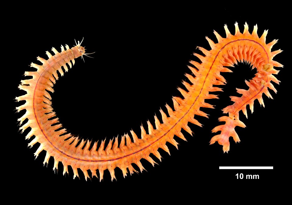 PRESERVED_SPECIMEN; ; ; 70% alc.; GM Image; IZ number 80469; lot count 2; 2016-05-01T00:00:00Z