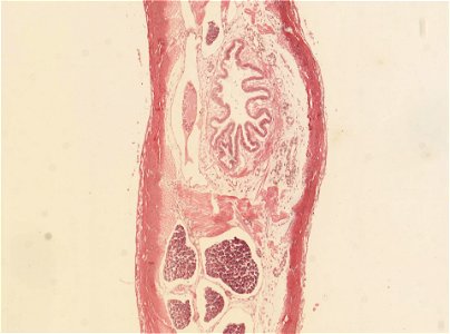 PRESERVED_SPECIMEN; ; ; microslide; IZ number 98127; lot count 1; Microslide 01, balsam, serial section;