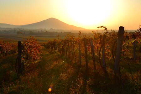 Grape mountain red