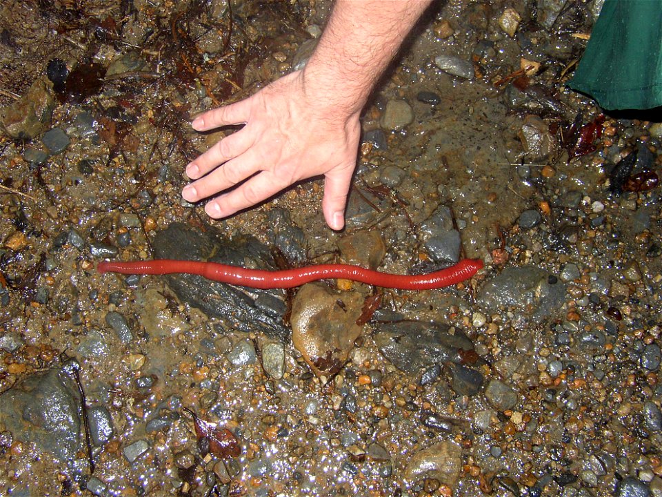 Kinabalu Giant Red Leech. Mount Kinabalu, Borneo.