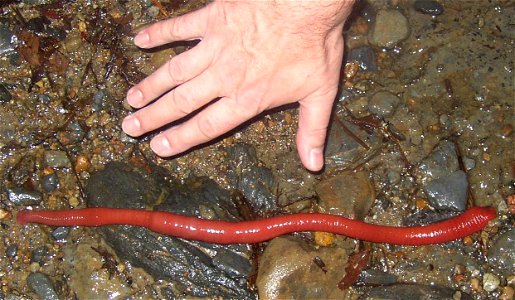 Kinabalu Giant Red Leech. Mount Kinabalu, Borneo.
