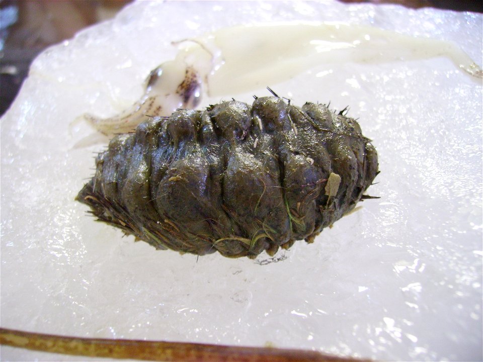 A sea mouse (Aphrodita aculeata) from the North Sea. In the background a little cuttlefish