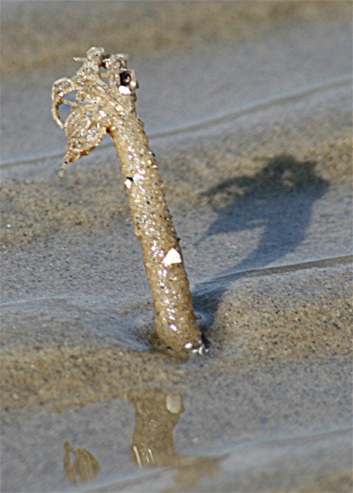 Tube of Lanice Conchilega on the tidal flats of the dutch waddensea .