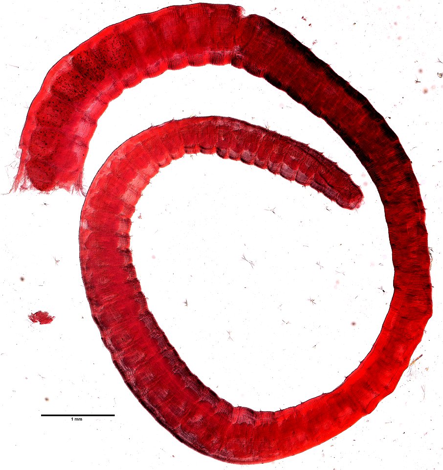 PRESERVED_SPECIMEN; ; ; microslide; CSBR Slide Grant Image 2015; Gray Museum; IZ number 72296; lot count 2; Microslide 01, whole mount; other number GM 5292; 1967-08-15T00:00:00Z