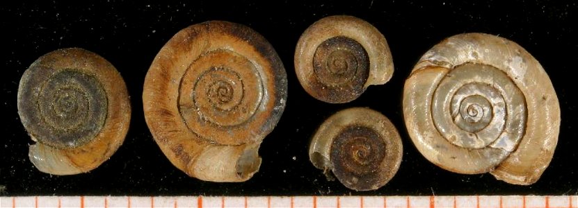 Shells of Anisus spirorbis (Linné, 1758). Locality: Malica, Vychodoslovenská nížina, Slovak Republic
