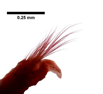 PRESERVED_SPECIMEN; ; ; microslide; CSBR Slide Grant Image 2016; IZ number 79766; lot count 1; Microslide 01, balsam, whole mount; 1872-09-12T00:00:00Z