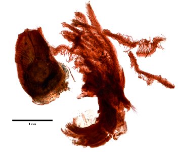 PRESERVED_SPECIMEN; ; ; microslide; CSBR Slide Grant Image 2016; IZ number 79766; lot count 1; Microslide 01, balsam, whole mount; 1872-09-12T00:00:00Z