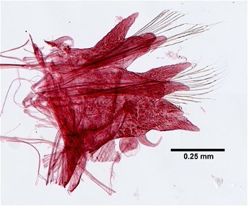 PRESERVED_SPECIMEN; ; ; 70% alc.; microslide; GM Re-jar; Gray Museum; IZ number 29820; lot count 2; Microslide 01, balsam, parapodia; original catalog number GM 553; 1950-08-22T00:00:00Z photo