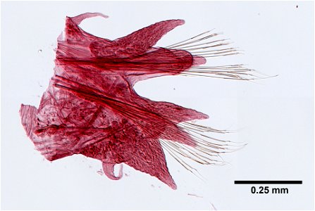 PRESERVED_SPECIMEN; ; ; 70% alc.; microslide; GM Re-jar; Gray Museum; IZ number 29820; lot count 2; Microslide 01, balsam, parapodia; original catalog number GM 553; 1950-08-22T00:00:00Z photo