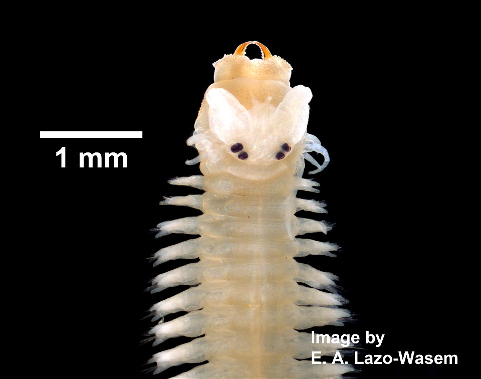 PRESERVED_SPECIMEN; ; ; 70% alc.; microslide; GM Re-jar; Gray Museum; IZ number 29820; lot count 2; Microslide 01, balsam, parapodia; original catalog number GM 553; 1950-08-22T00:00:00Z