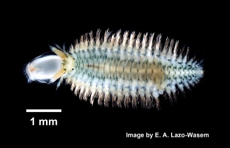 PRESERVED_SPECIMEN; ; ; microslide; microslide; GM Image; Gray Museum; IZ number 75953; lot count 1; Microslide 01, balsam, whole mount; 2015-05-05T00:00:00Z