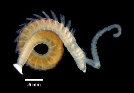 PRESERVED_SPECIMEN; ; ; microslide; Ginsburg; IZ number 97191; lot count 1; specimen, balsam, whole mount; 2017-06-21T00:00:00Z