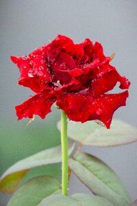 Red nature garden