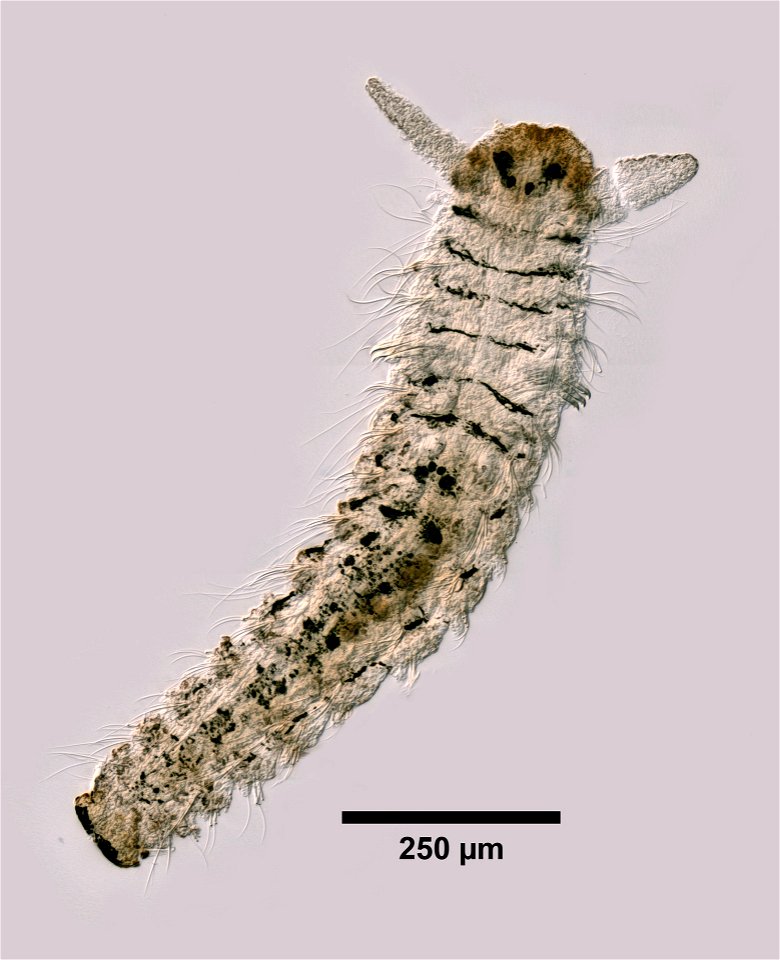 PRESERVED_SPECIMEN; ; JUVENILE; microslide; Ginsburg; IZ number 97777; lot count 1; specimen, balsam, whole mount; juvenile; 2017-06-26T00:00:00Z