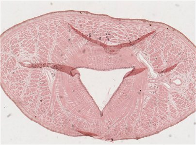 PRESERVED_SPECIMEN; ; ; microslide; IZ number 98094; lot count 1; Microslide 01, balsam, serial section;