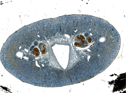 PRESERVED_SPECIMEN; ; ; microslide; IZ number 98107; lot count 1; Microslide 01, balsam, serial section;