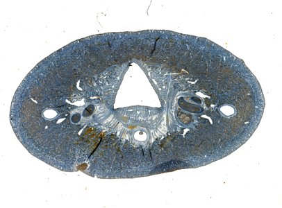 PRESERVED_SPECIMEN; ; ; microslide; IZ number 98110; lot count 1; Microslide 01, balsam, serial section;