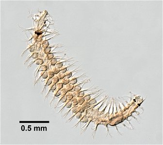 PRESERVED_SPECIMEN; ; ; microslide; CSBR Slide Grant Image 2016; IZ number 83022; lot count 1; Microslide 01, balsam, whole mount; 1879-08-14T00:00:00Z photo